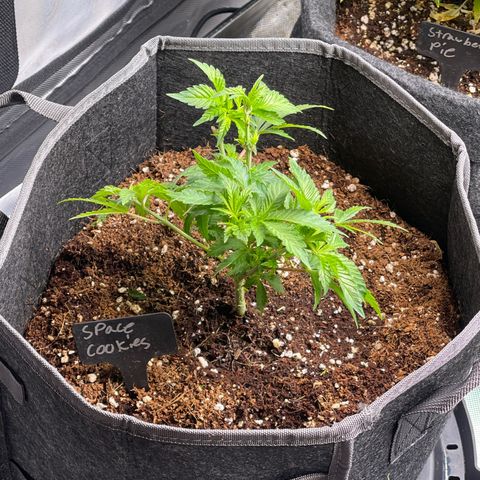 Space Cookies growlog timeline photo