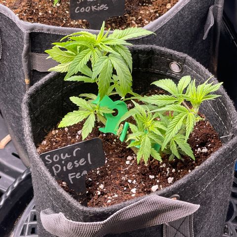 Sour Diesel #2 growlog timeline photo