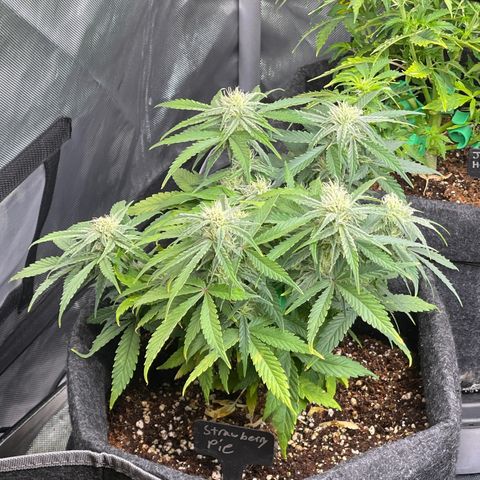 Strawberry Pie growlog timeline photo