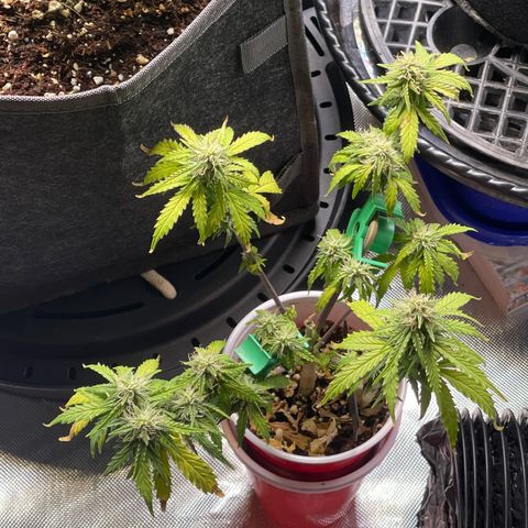 Strawberry Pie growlog timeline photo