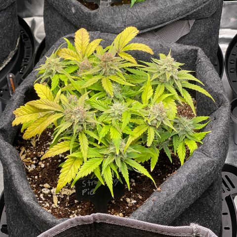 Strawberry Pie growlog timeline photo