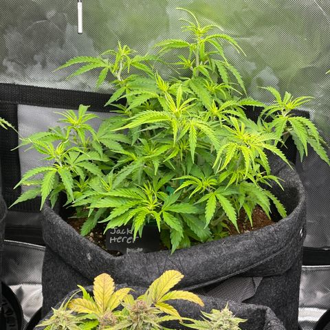 Jack Herer Auto growlog timeline photo