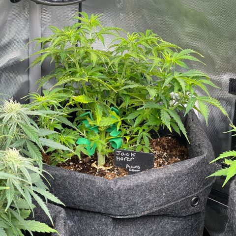 Jack Herer Auto growlog timeline photo