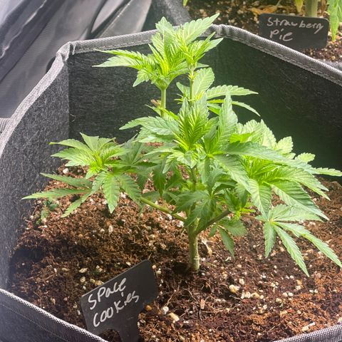 Space Cookies growlog timeline photo