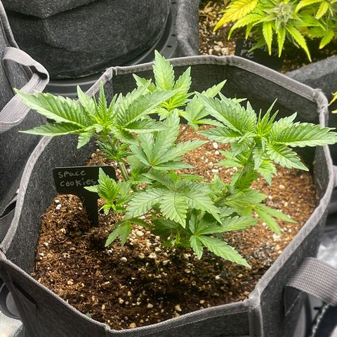 Space Cookies growlog timeline photo