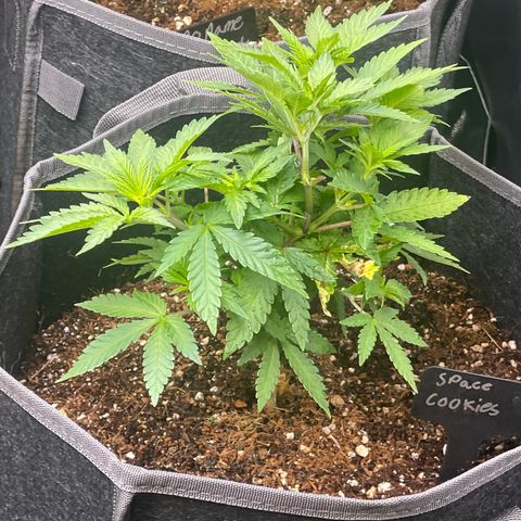 Space Cookies growlog timeline photo