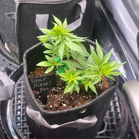 Sour Diesel #2 growlog timeline photo