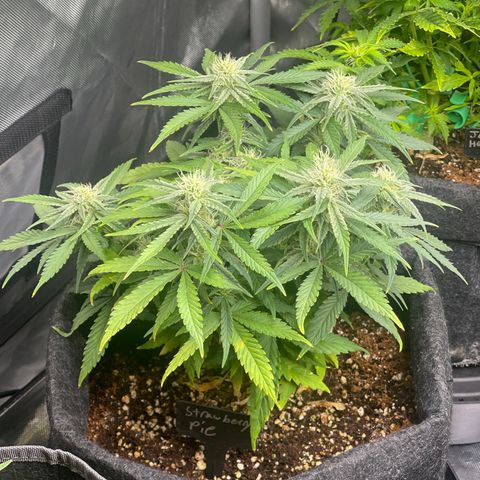 Strawberry Pie growlog timeline photo