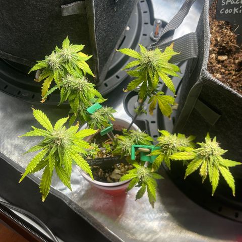 Strawberry Pie growlog timeline photo