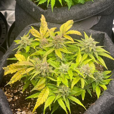 Strawberry Pie growlog timeline photo