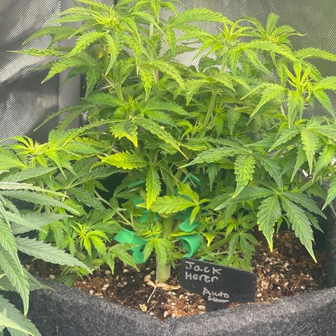 Jack Herer Auto growlog timeline photo