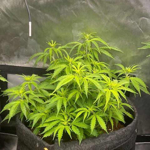 Jack Herer Auto growlog timeline photo