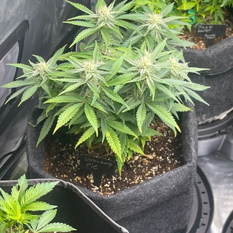 Strawberry Pie growlog timeline photo