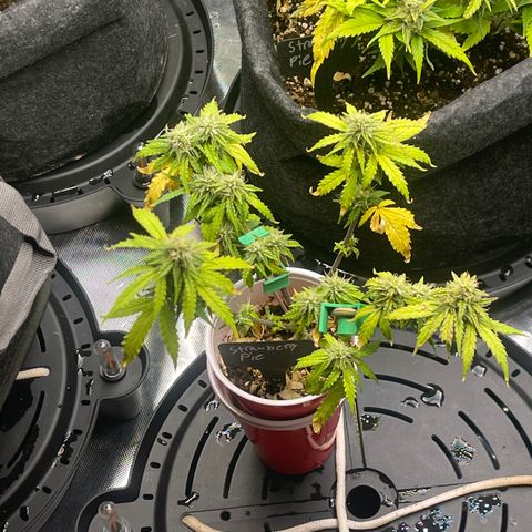 Strawberry Pie growlog timeline photo