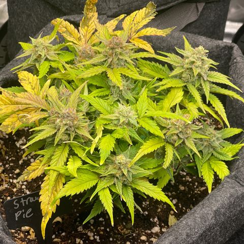 Strawberry Pie growlog timeline photo