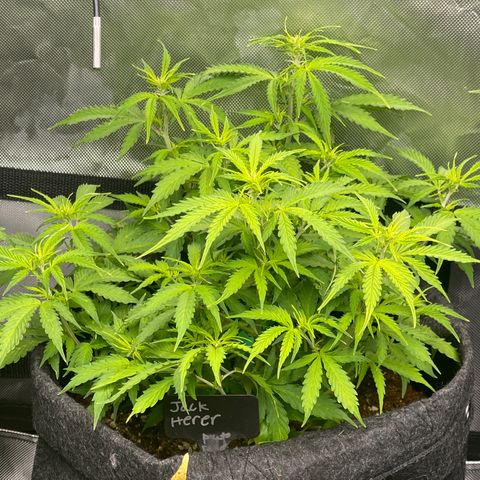 Jack Herer Auto growlog timeline photo
