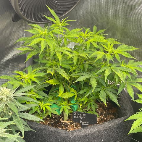 Jack Herer Auto growlog timeline photo