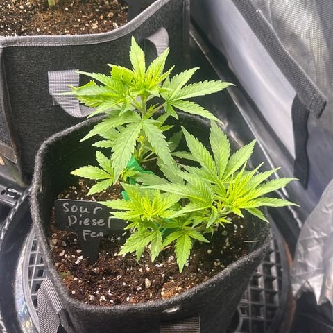 Sour Diesel #2 growlog timeline photo