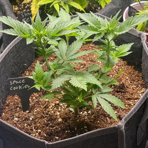 Space Cookies growlog timeline photo