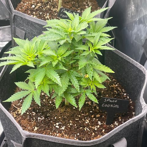 Space Cookies growlog timeline photo