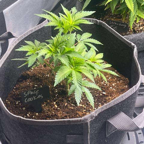 Space Cookies growlog timeline photo