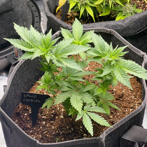 Space Cookies growlog timeline photo