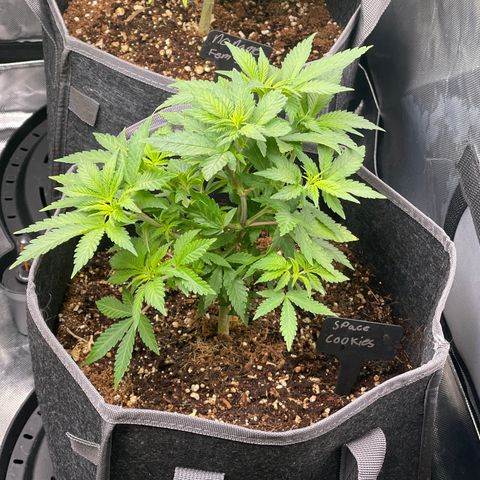 Space Cookies growlog timeline photo