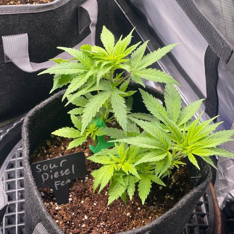 Sour Diesel #2 growlog timeline photo