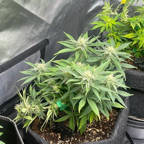 Strawberry Pie growlog timeline photo
