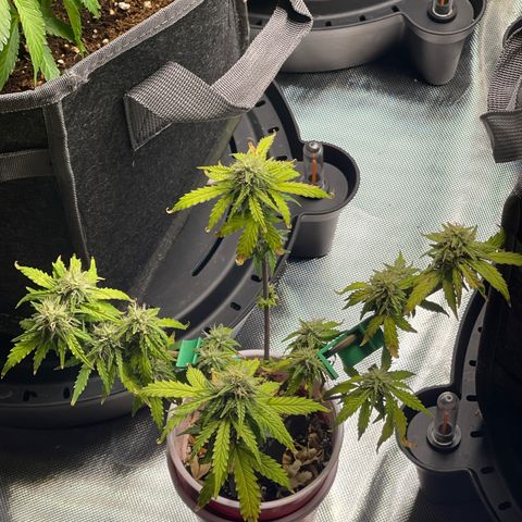 Strawberry Pie growlog timeline photo