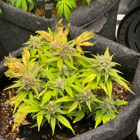 Strawberry Pie growlog timeline photo