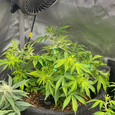 Jack Herer Auto growlog timeline photo
