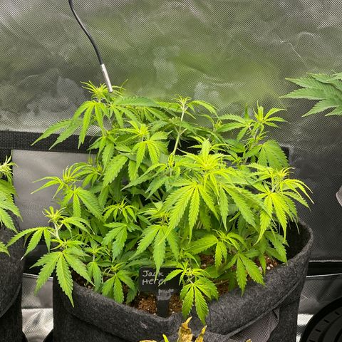 Jack Herer Auto growlog timeline photo