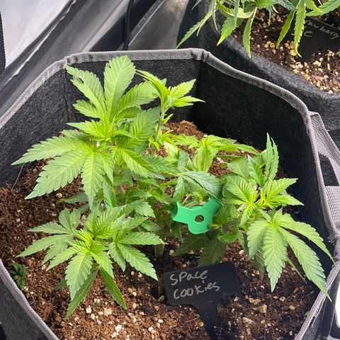 Space Cookies growlog timeline photo