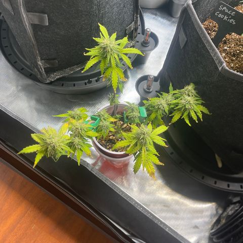 Strawberry Pie growlog timeline photo