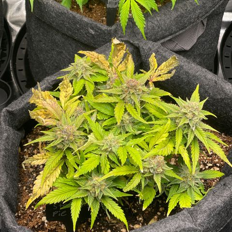 Strawberry Pie growlog timeline photo