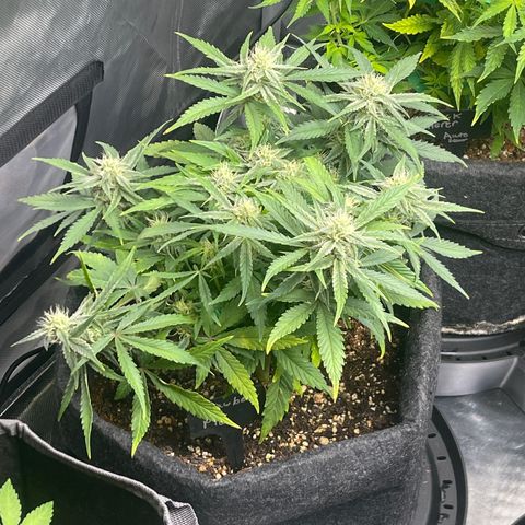 Strawberry Pie growlog timeline photo