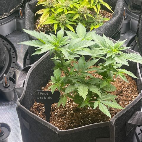 Space Cookies growlog timeline photo