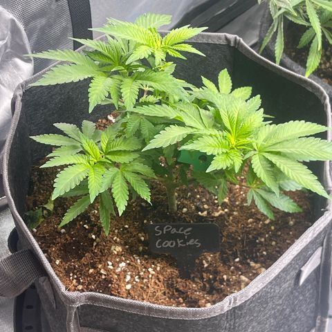 Space Cookies growlog timeline photo
