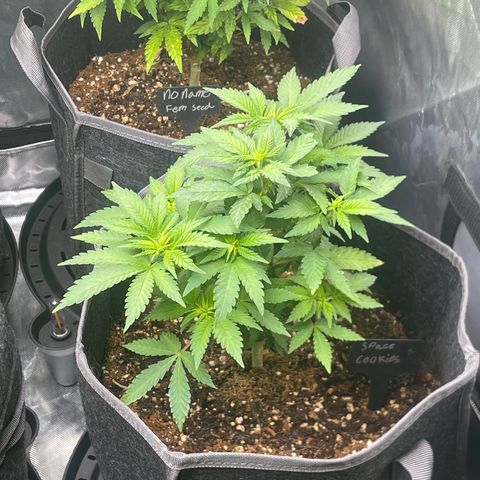 Space Cookies growlog timeline photo