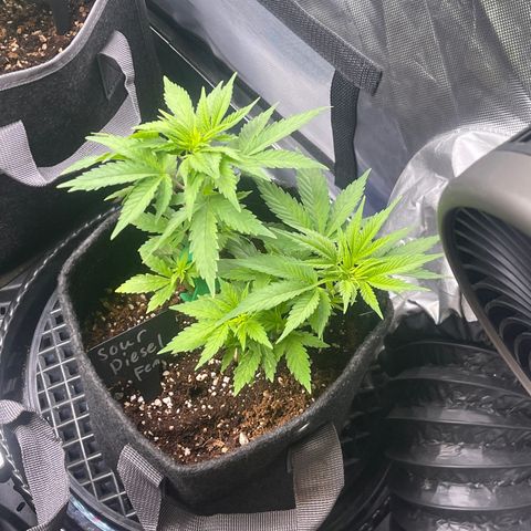 Sour Diesel #2 growlog timeline photo