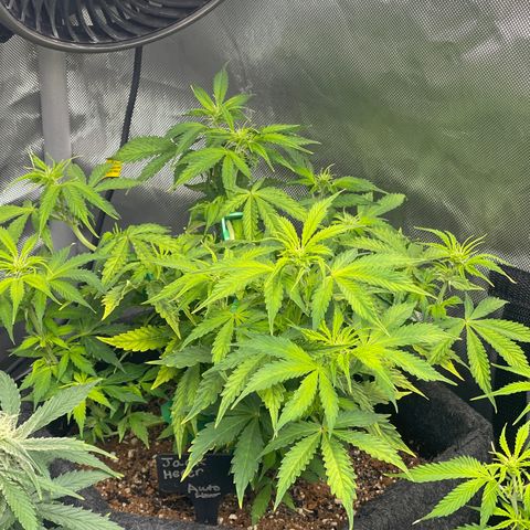 Jack Herer Auto growlog timeline photo