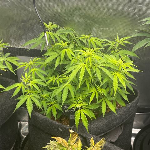 Jack Herer Auto growlog timeline photo