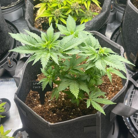 Space Cookies growlog timeline photo