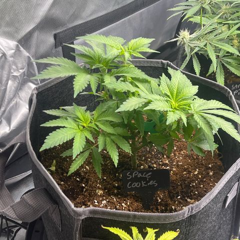 Space Cookies growlog timeline photo