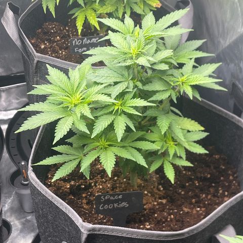 Space Cookies growlog timeline photo