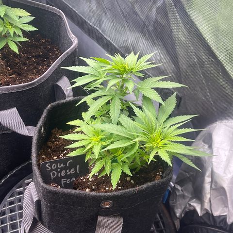 Sour Diesel #2 growlog timeline photo