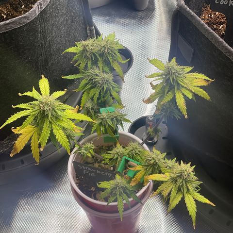 Strawberry Pie growlog timeline photo