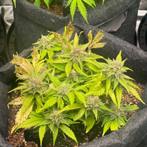 Strawberry Pie growlog timeline photo