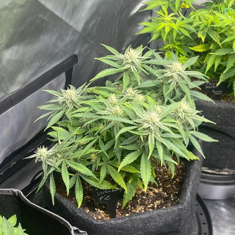 Strawberry Pie growlog timeline photo